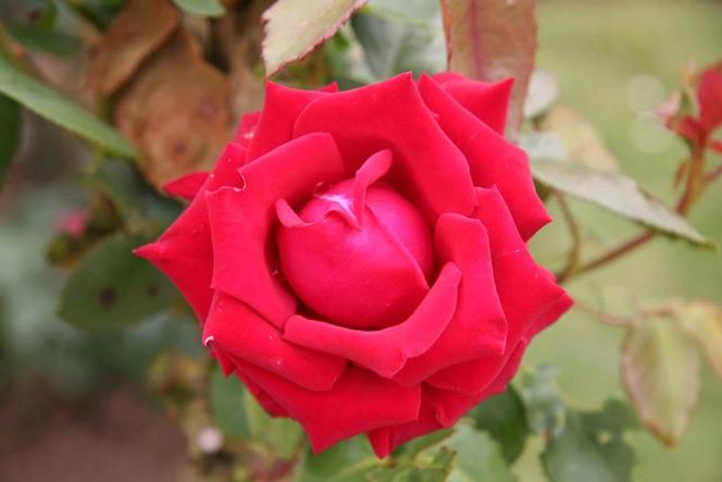 金牛座测姻缘