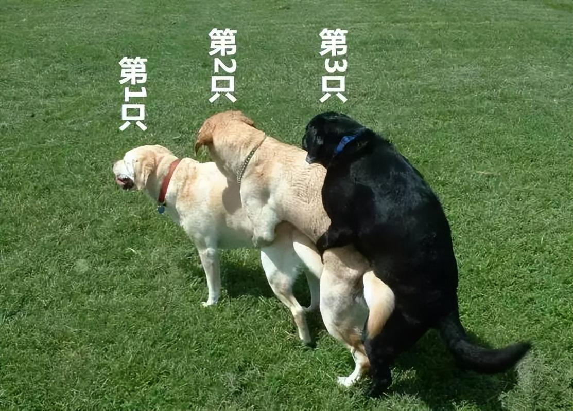 狗女最嫌弃的生肖男是哪些？揭秘生肖狗女生的感情痛点