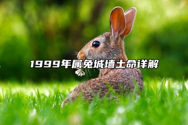 1999年属兔城墙土命的男生命运如何
